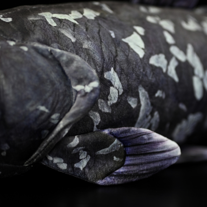 Coelacanth Soft Stuffed Plush Toy