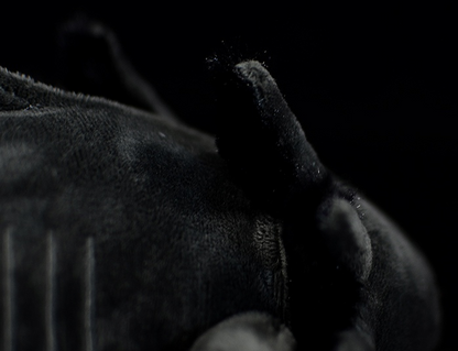 Black Axolotl Soft Stuffed Plush Toy