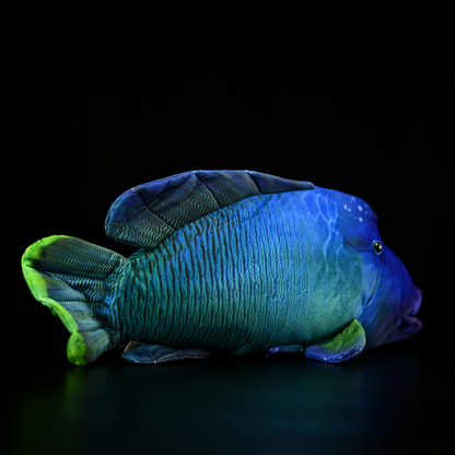 Humphead Wrasse Soft Stuffed Plush Toy