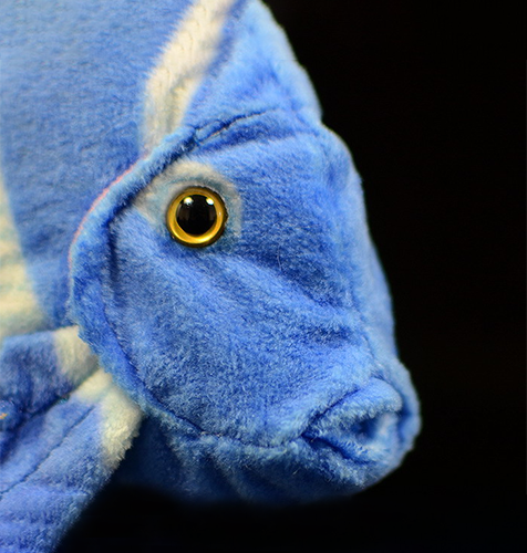 Atlantic Blue Tang Fish Soft Stuffed Plush Toy
